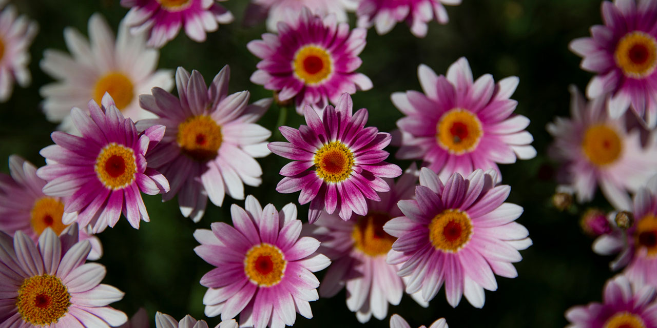 Pink and white daisies with yellow centres in a garden bed